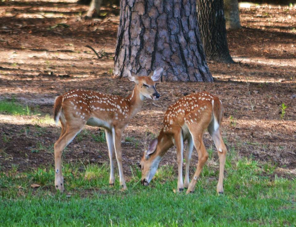 fawns